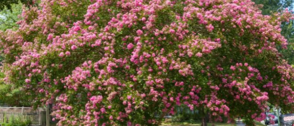 Fascinating Reasons To Plant a Crape Myrtle Tree