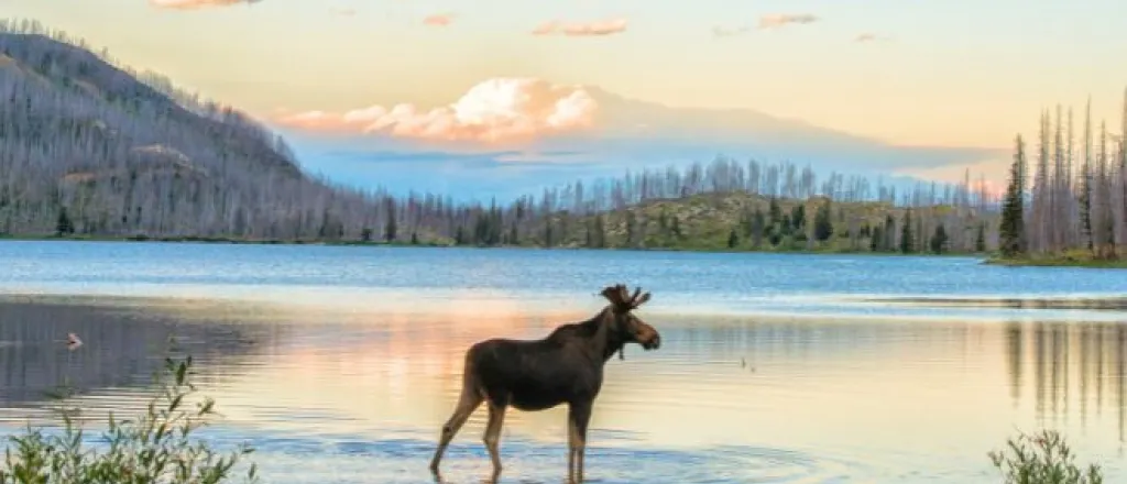 5 US destinations to visit if you love wildlife