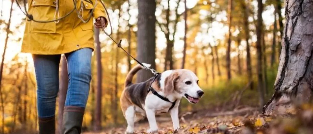 Keeping your dog safe outdoors all year long Keeping your dog safe outdoors all year long