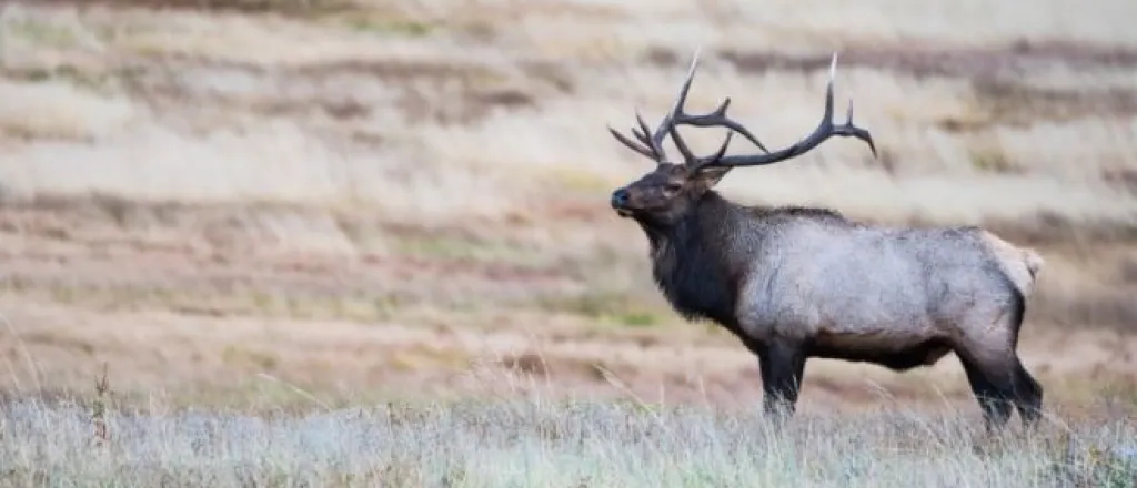 Where to See Wildlife in Colorado This Summer