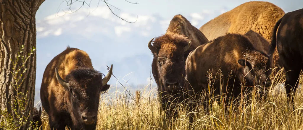 PROMO Animal - Bison at Rocky Mountain Arsenal National Wildlife Refuge - USFWS - public domain