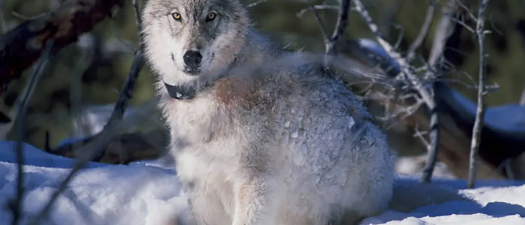 PROMO Animal - Gray Grey Wolf - USFWS - public domain