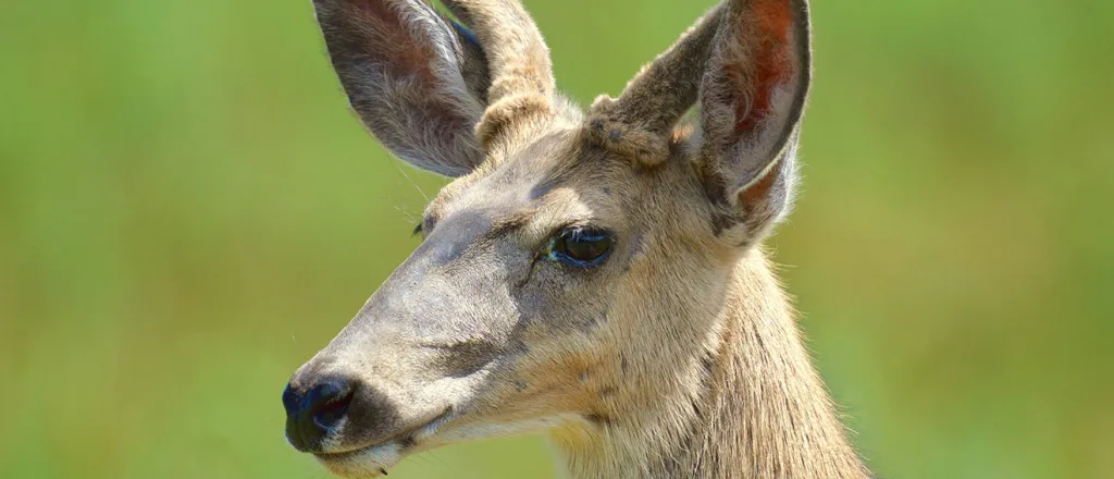 PROMO Animal - Mule deer buck - USFWS - public domain