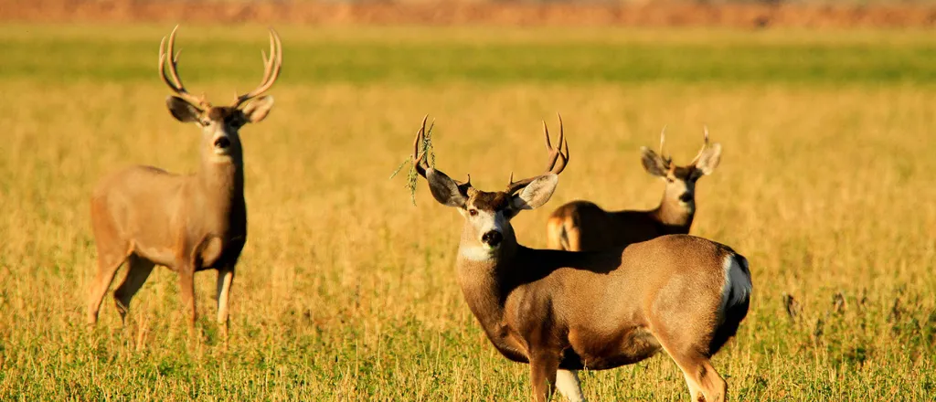 PROMO Animal - Mule deer buck or group of bachelors in the field at Cibola National Wildlife Refuge - USFWS - public domain.jpg