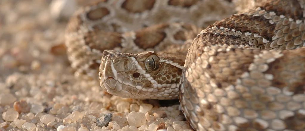 PROMO 64 Animal - Snake Rattlesnake - iStock - Shoemcfly - 89474309 PROMO 64 Animal - Snake Rattlesnake - iStock - Shoemcfly - 89474309
