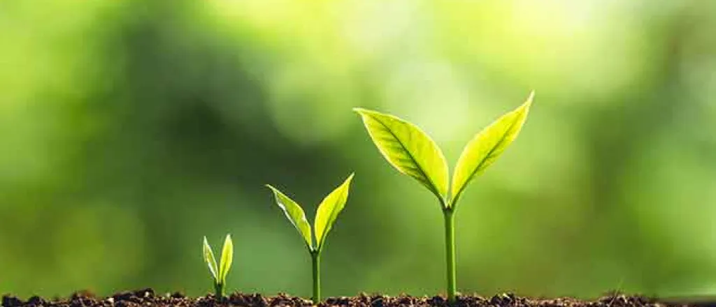 PROMO 64J1 Agriculture - Column Sowing Seeds Plant Growth Soil Green - iStock - ArtRachen01 PROMO 64J1 Agriculture - Column Sowing Seeds Plant Growth Soil Green - iStock - ArtRachen01