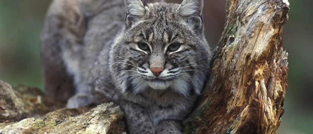 PROMO Animal - Bobcat sitting in tree - USFWS - Gary Kramer