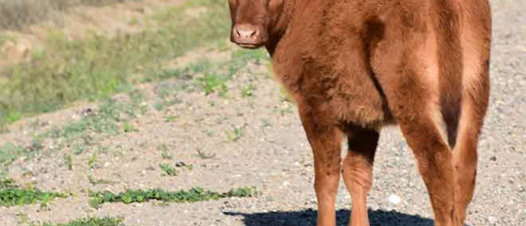PROMO Animal - Cattle Calf Road - Chris Sorensen