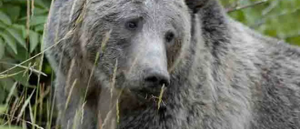 PROMO Animal - Grizzly Bear in grass - USFWS - Terry Tollefsbol