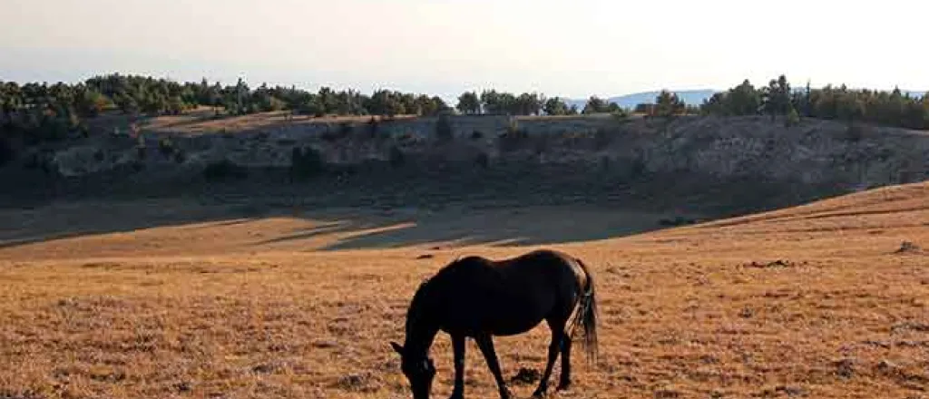 PROMO Animal - Horse Range Pasture Outdoor Bureau of Land Management BLM - iStock - htrnr