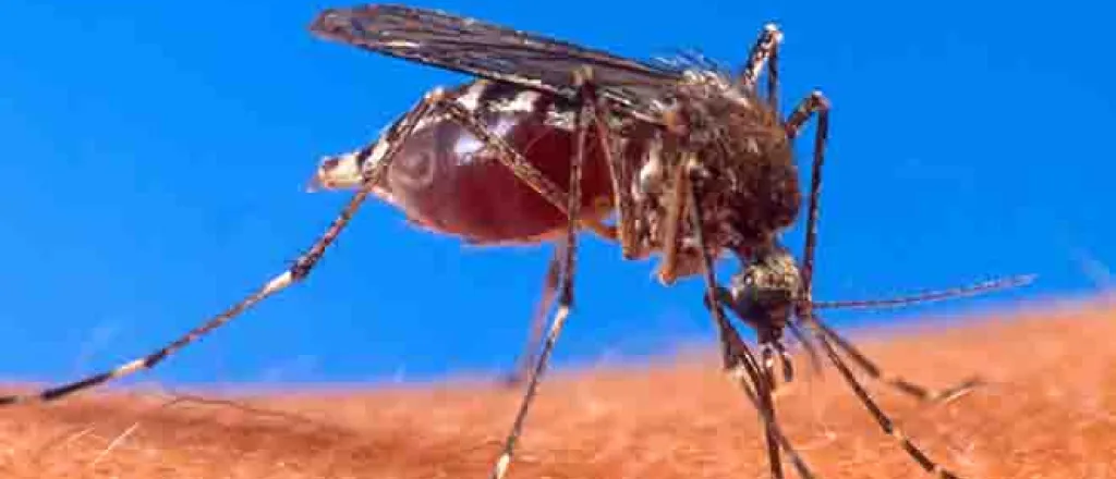 PROMO 64J1 Animal - Mosquito Biting Human - Wikimedia