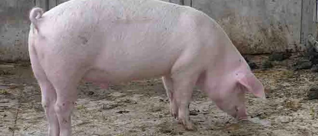 PROMO Animal - Pig Pen Hog - Wikimedia - Public Domain