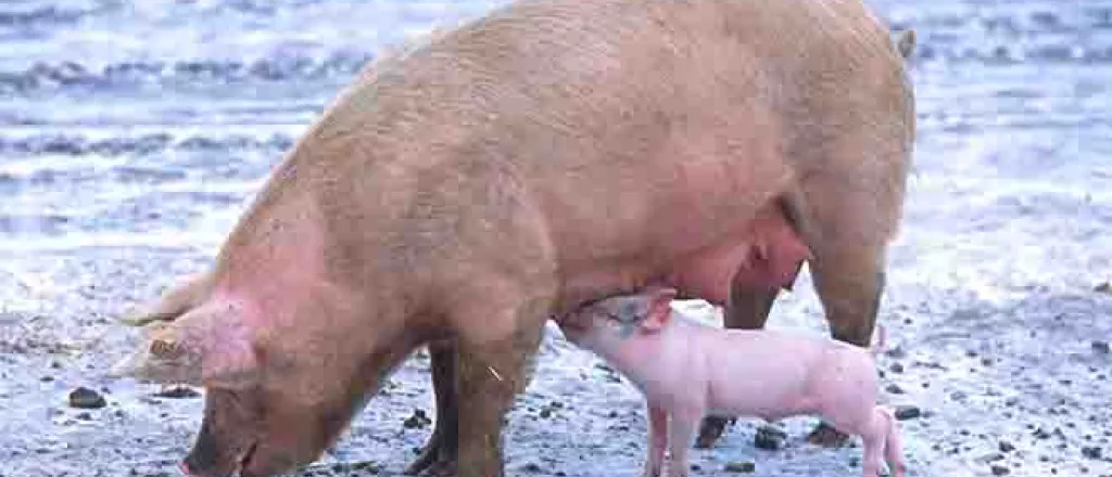 PROMO Animal - Sow Piglet Hog - Wikimedia - Public Domain