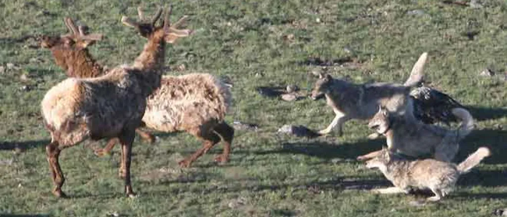 PROMO Animal - Wolves Hunting Elk Wolf - NPS