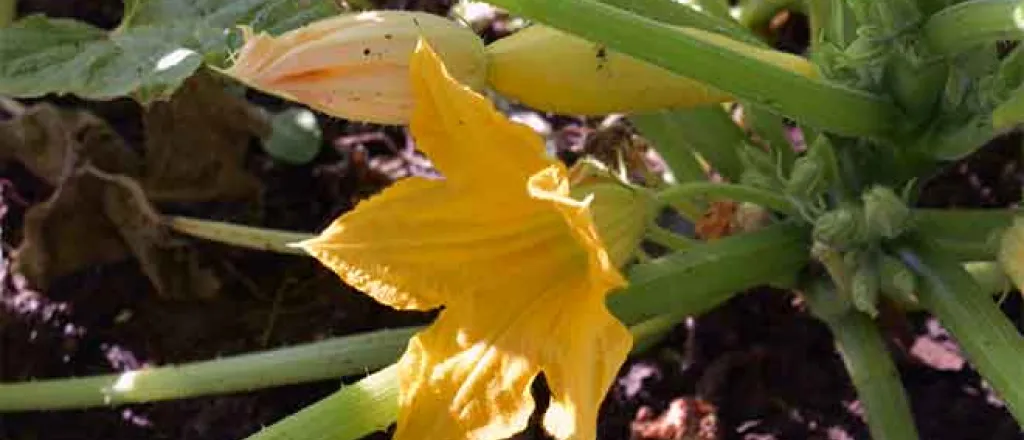 PROMO 64J1 Food - Vegetable Yellow Squash Blossom Flower Plant - Chris Sorensen PROMO Food - Vegetable Yellow Squash Blossom Flower Plant - Chris Sorensen