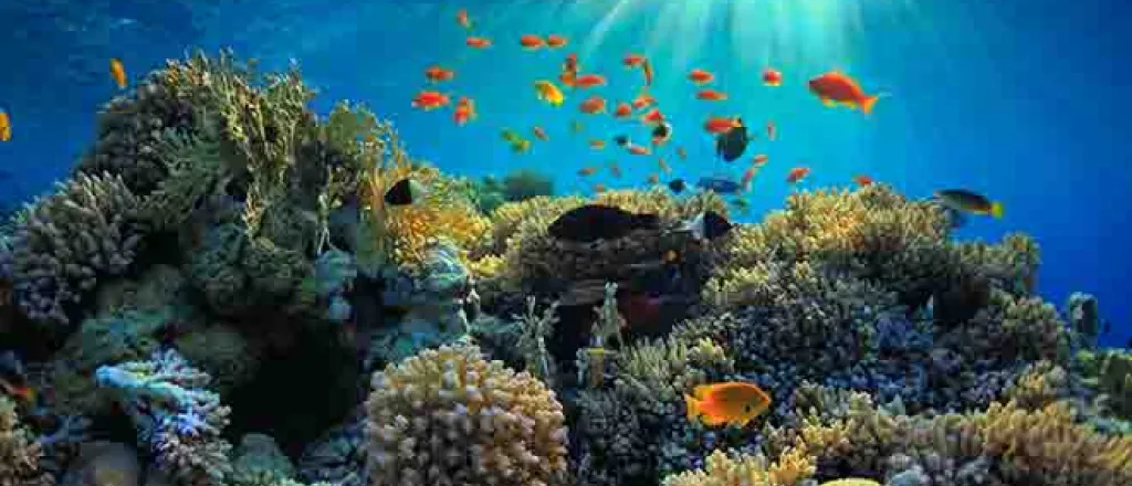 PROMO 64J1 Nature - Ocean Water Fish Coral Reef Sunlight - iStock - IBorisoff