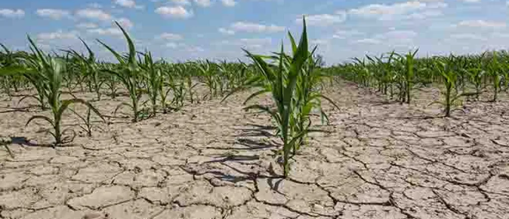 PROMO 64J1 Weather - Drought Cracked Mud Corn Field Agriculture - iStock - Taglass