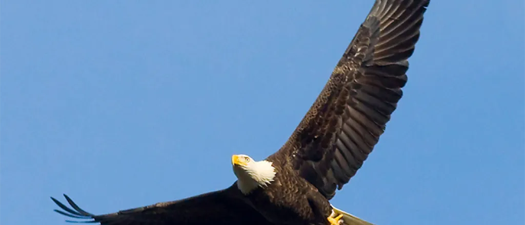 PROMO 660 x 440 Animal - Bald Eagle with Fish - USFWS - Ron Holmes - public domain