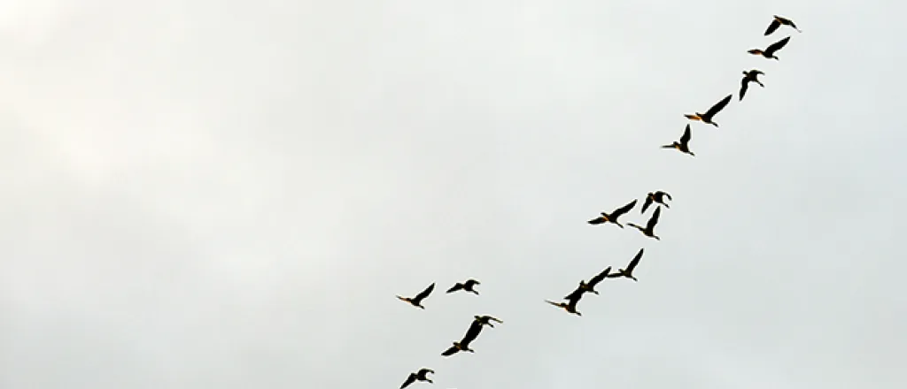 PROMO 660 x 440 Animal - Birds Geese Flight Flying - Chris Sorensen PROMO 660 x 440 Animal - Birds Geese Flight Flying - Chris Sorensen