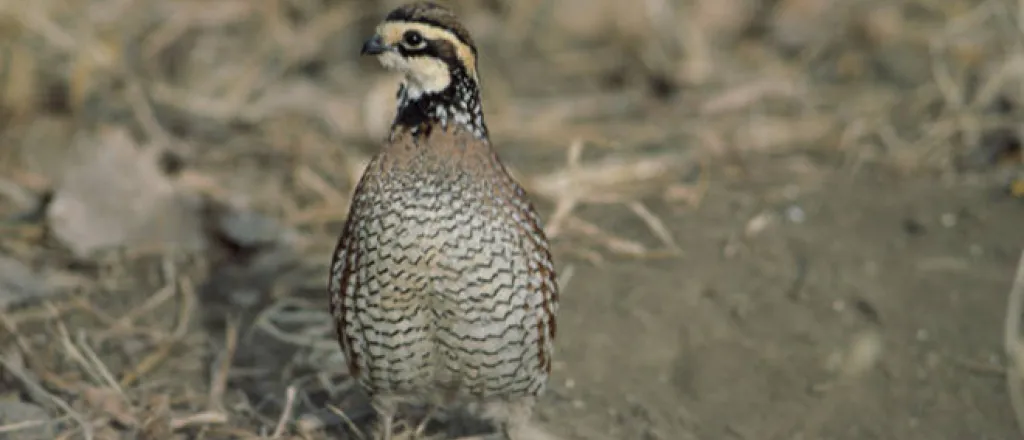 PROMO 660 x 440 Animal - Bobwhite Quail -USFWS