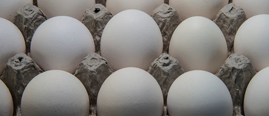 PROMO 660 x 440 Animal - Chicken Eggs Carton - wikimedia