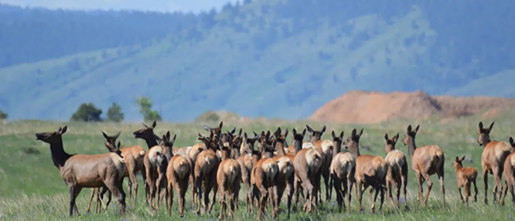 PROMO 660 x 440 Animal - Elk Herd Two Ponds National Wildlife Refuge - USFWS - Ryan Moehring - public domain