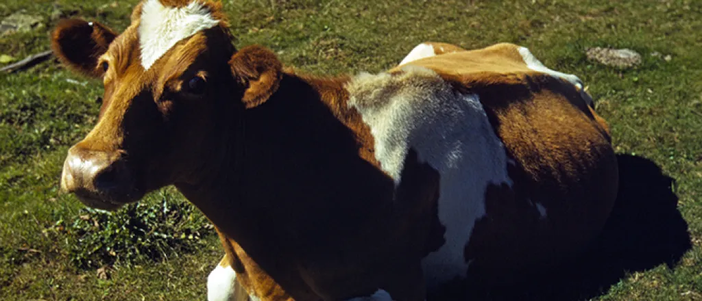 PICT Animal - Guernsey Cattle