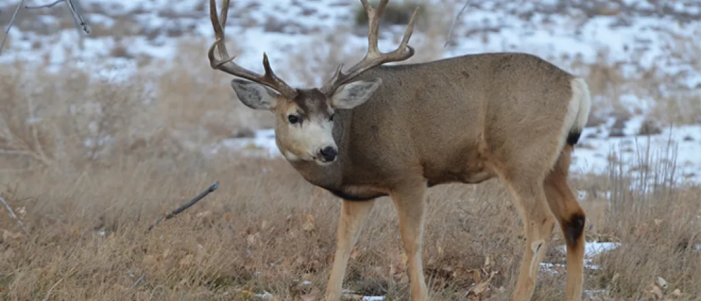 PROMO 660 x 440 Animal - Mule deer - CPW