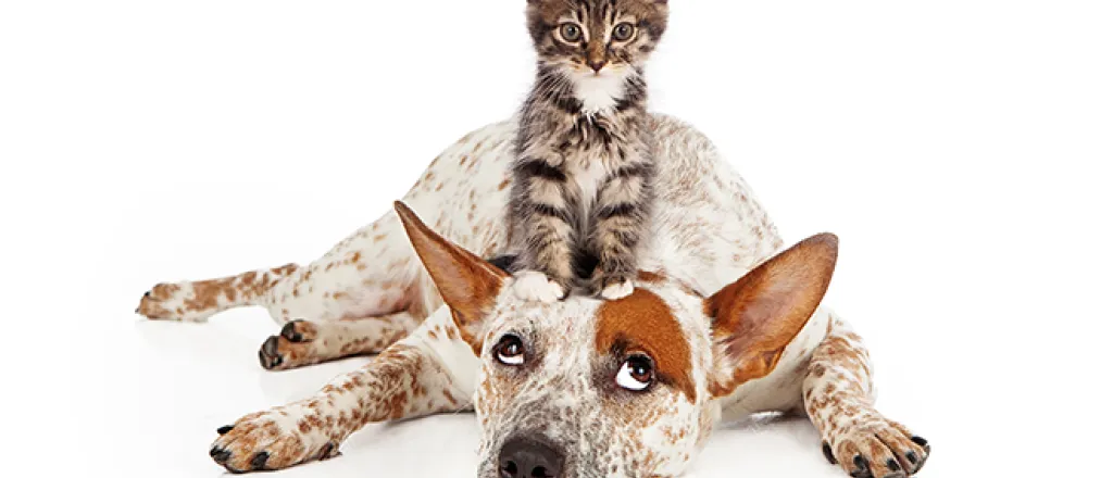 PROMO 660 x 440 Animal - Pets Dog Cat Pet Care - iStock - adogslifephoto