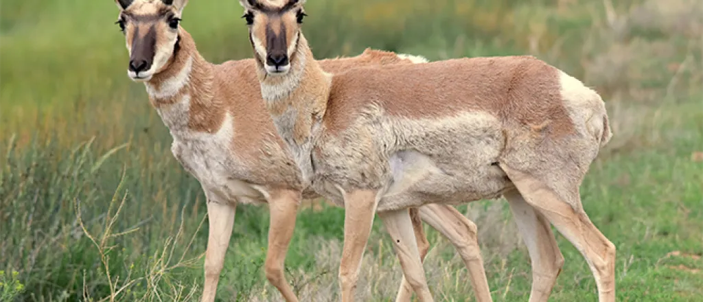 PROMO 660 x 440 Animal - Pronghorn Antelope Arapaho National Wildlife Refuge - USFWS - Tom Koerner - public domain