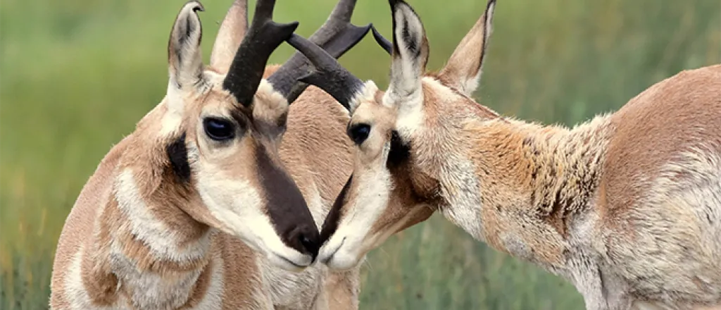 PROMO 660 x 440 Animal - Pronghorn Antelope Close Up Arapaho National Wildlife Refuge - USFWS - Tom Koerner - public domain