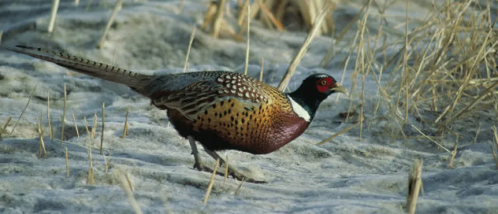 PROMO 660 x 440 Animals - Ringnecked Pheasant - USFWS