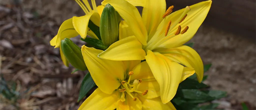 PROMO 660 x 440 Plant - Flower Lily Yellow - Chris Sorensen