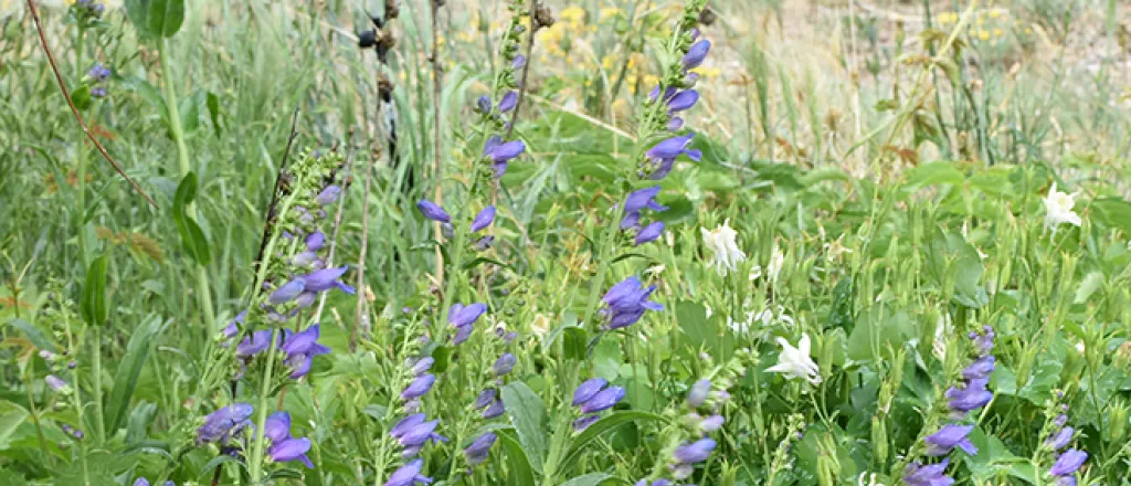 PROMO 660 x 440 Plant - Foxglove Columbine Purple Blue - Chris Sorensen