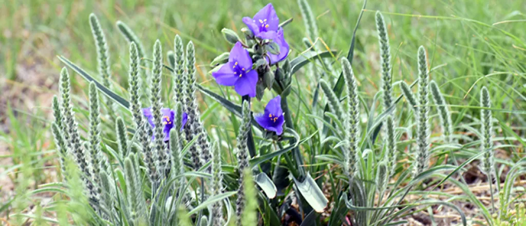 PROMO 660 x 440 Plant - Wildflower Prairie Purple - Chris Sorensen
