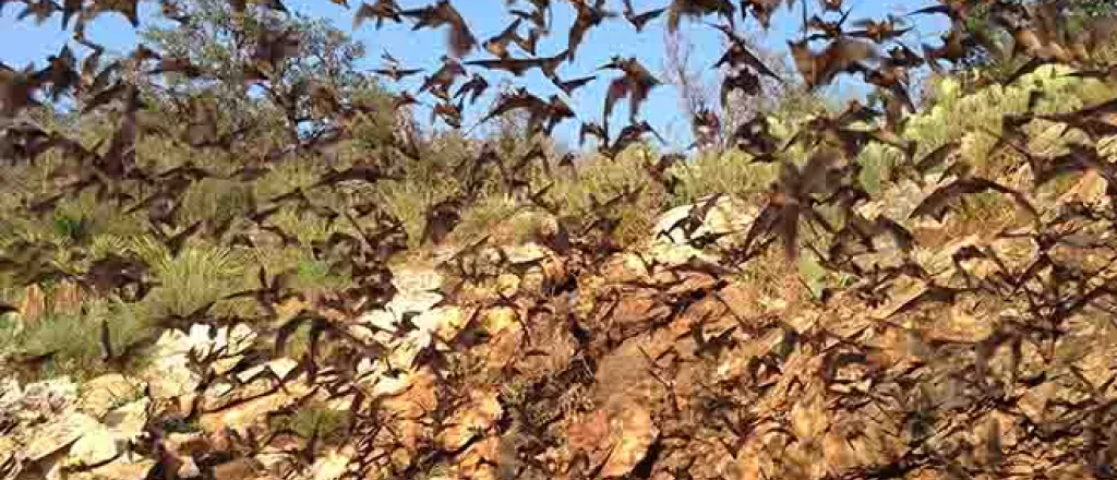 PROMO Animal - Bats emerging from Davis Cave in Texas - USFWS - Ann Froschauer - Public Domain