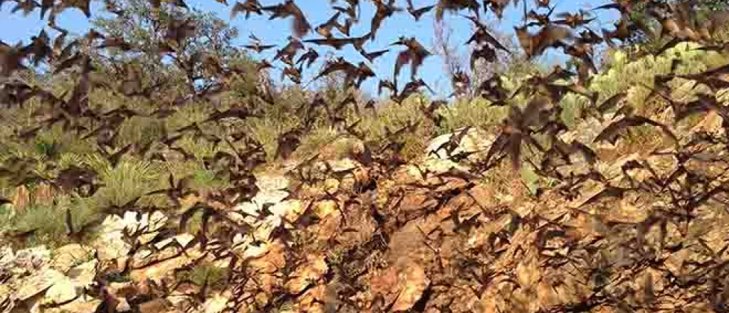 PROMO Animal - Bats emerging from Davis Cave in Texas - USFWS - Ann Froschauer - Public Domain PROMO Animal - Bats emerging from Davis Cave in Texas - USFWS - Ann Froschauer - Public Domain