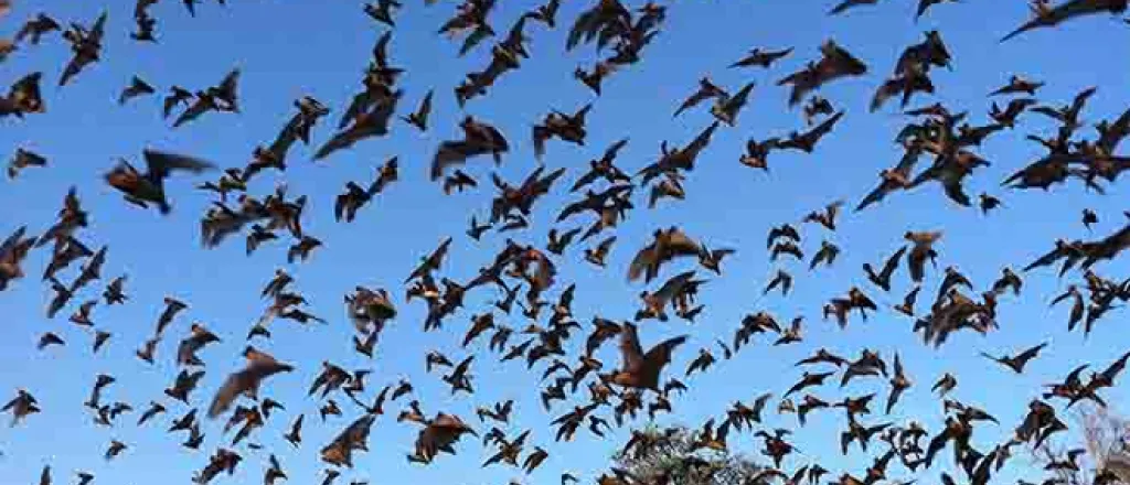 PROMO Animal - Mexican free-tailed bats - USFWS - Ann Froschauer - Public Domain