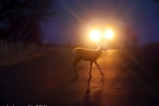 PICT - Deer Road Headlights - CPW