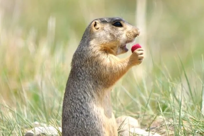 PICT Prairie Dog Eating Vaccine Bait - CPW