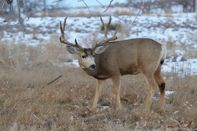 PICT Hunting Mule deer - CPW