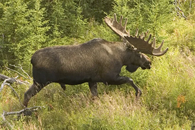 PICT - Animal - Moose - USFWS PICT - Animal - Moose - USFWS