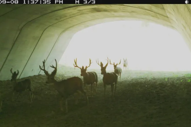 PICT Deer Underpass 2 - CPW