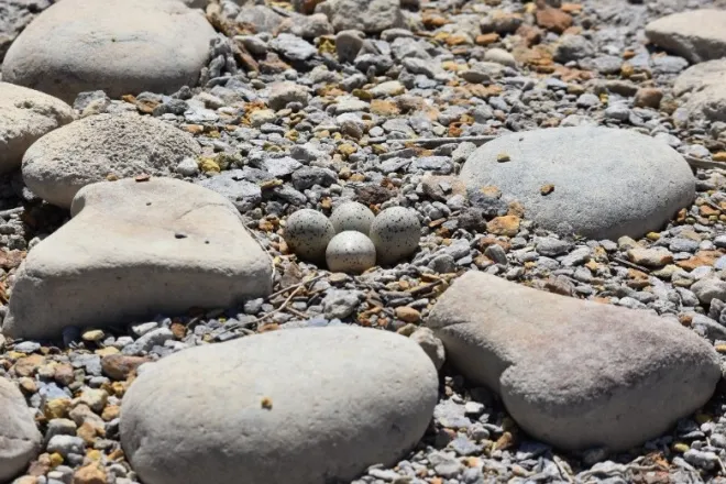 PICT Plover eggs at John Martin Reservoir - CPW