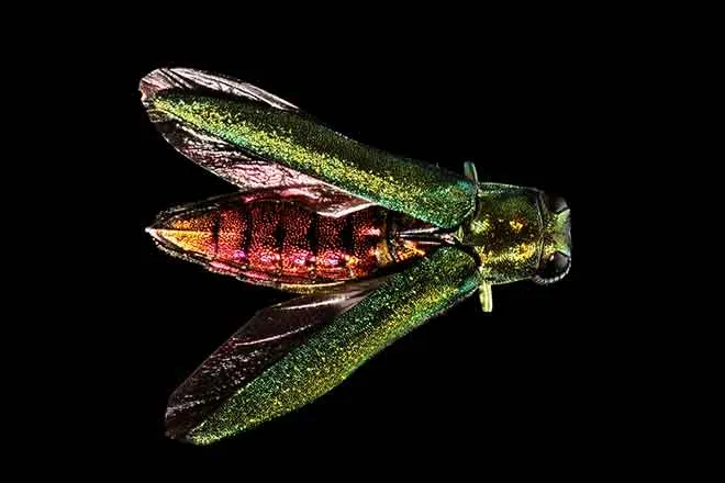PICT EarthTalk - Emerald Ash Borer