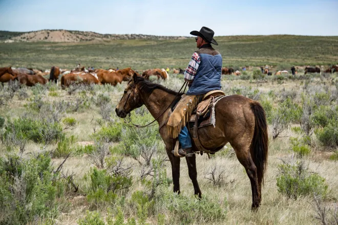 Person on horseback in a rural setting looking at a herd of cattle in the distance