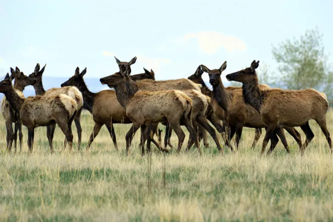 Heard of elk on the prairie