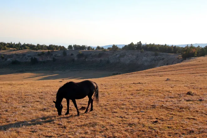 Lone horse grazing in a mountain pasture