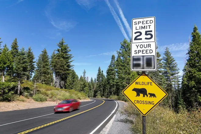A rural road with wildlife and speed signs, lined on either side with forest areas. A red car drives along the road.