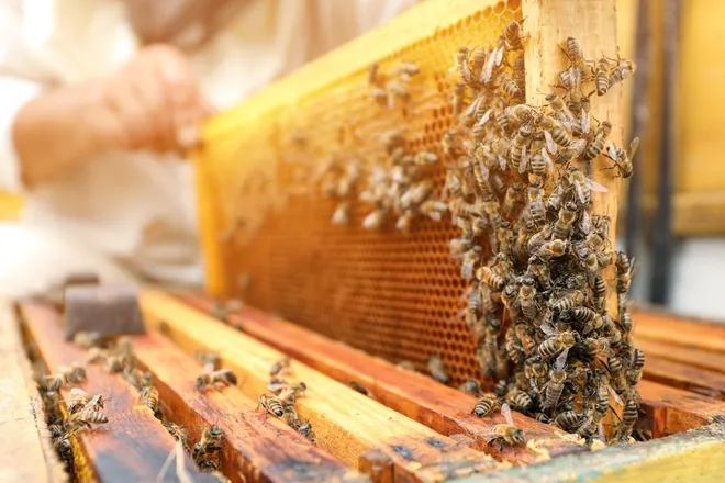 A beekeeper in a white protective suit lifting a frame covered in honeycomb and bees from a beehive.